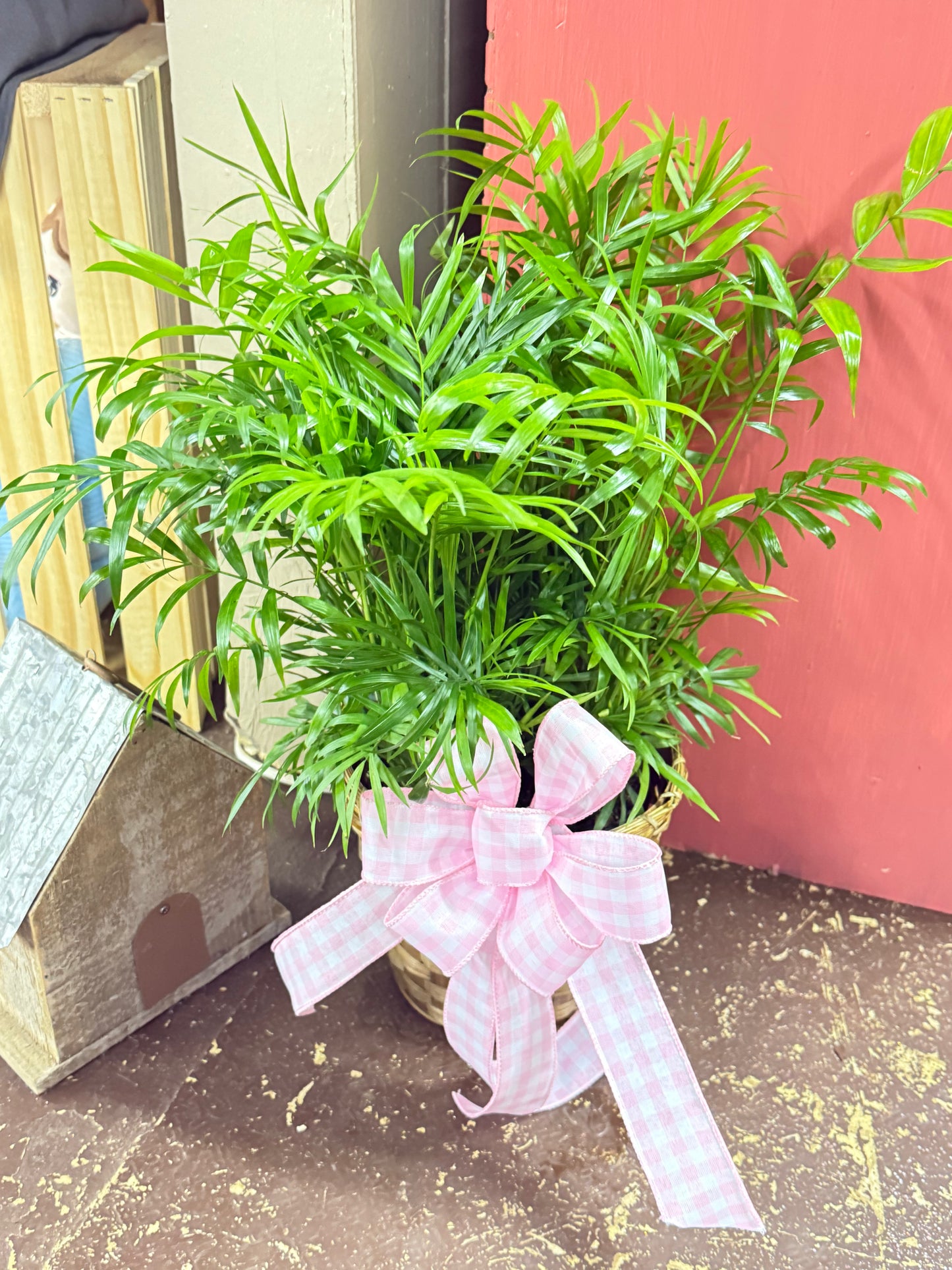 6” Palm Plant